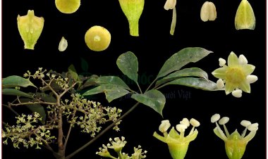 Ngũ gia bì chân chim chữa đau lưng, nhức xương khớp