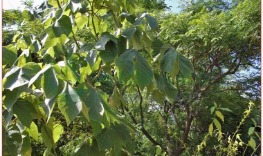 Ngô đồng, Tơ đồng, Ngô đồng, Trôm đơn, Bo rừng, Bo xanh (Firmiana simplex, Sterculia platanifolia)