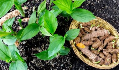 Nghệ, uất kim, khương hoàng (Curcuma longa, Curcuma domestica)