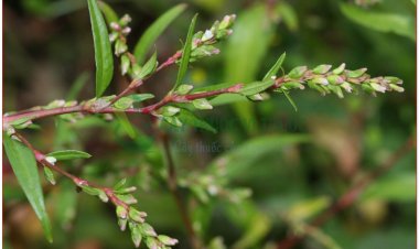 Nghể, thủy liễu, rau nghể (Polygonum hydropiper L. Persicaria hydropiper (L.) Spoch)