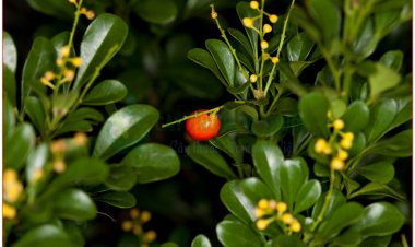 Ngâu, Ngâu ta (Aglaia duperreana Pierre)