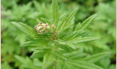 Ngải cứu, cây thuốc cứu, cây thuốc cao, ngải điệp (Artemisia vulgaris L.)