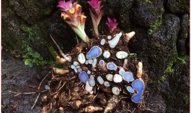 Nga truật, ngải tím, tam nại, bồng truật, nghệ đen (Curcuma zedoaria Rose. (Curcuma zerumbet Roxb))