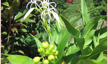 Náng hoa trắng, cây lá náng, văn thù lan, hoa náng, chuối nước, thập bát học sĩ (Crinum asiaticum L. (Crinum toxicarium Roxb.))