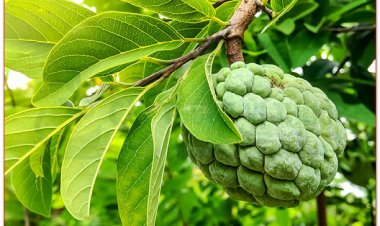 Cây Na còn gọi là sa lê, mãng cầu, mãng cầu dai, mãng cầu ta, phan lệ chi (Annona squamosa L)