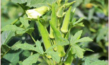 Mướp tây còn gọi là đậu bắp, bông vàng, bắp chà, thảo cà phê (Hibiscus esculentus L. (Albelmoschus esculenlus Wight et Am.))