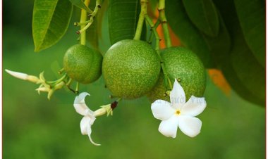 Cây mướp sát còn gọi là sơn dương tử, hải qua tử, da krapur (Cerbera odollam Gaertn (Cerbera manghas L., Tanghinia odollam G. Don))