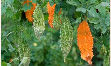 Mướp đắng, khổ qua, cẩm lệ chi, lại bồ đào, hồng cô nương, lương qua, mướp mủ, chua hao (Momordica charantia L. (Momordica balsamina Desc., Cucumis africanus Lindl.))