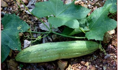 Mướp còn gọi lá mướp hương, ty qua, thiên ty qua, bố ty, ty lạc (Luffa cylindrica (L.) Roem, (Momordica cylindrica L.))