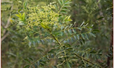 Muồng truổng, màn tàn, sen lai, tần tiêu, buồn chuồn, mú tương (Zanthoxylum avicennae (Lamk.) DC (Fagara avicennae Lamk., Zanthoxylum herculis Lour.))