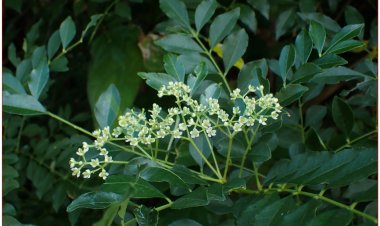 Giới thiệu về chi Muồng Truổng ( ZANTHOXYLUM  L.) và các loài làm thuốc ở Việt Nam