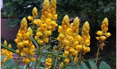 Muồng trâu, trong bhang, ana drao bhao, dâng het, tâng hét, dang hét khmoch (Cassia alata L., (Cassia bracteata L., Cassia herpetica Jacq.))
