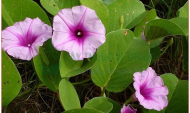 Muống biển (Ipomoea biloba Forsk (Ipomoea maritima R. Br., Convolvulus pescaproe L. Batatas maritima Bojer.))