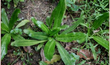 Mùi tàu, rau mùi cần, ngò tây, ngò tàu, mùi tàu, mùi gai, ngò gai (Eryngium foetidum L)