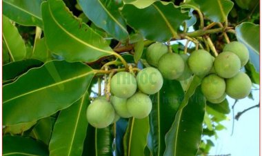Mù u, đồng hồ, khung tung, khchyong (Calophyllum inophyllum L., Balsamaria inophyllum Lour.)