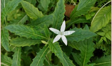 Lỗ danh, cây mù mắt, cây hoa dài (Isotoma longiflora Presl., Lobelia longifloia Willd., Laurentia longiflora)