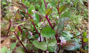 Mồng tơi, mồng tơi đỏ, mồng tơi tía, lạc quỳ, phak pang (Basella rubra L, Basella alba L.)