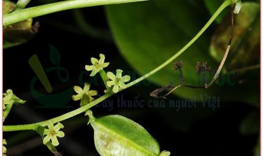 Tỳ giải - Vị thuốc lợi tiểu, chữa đau nhức xương khớp