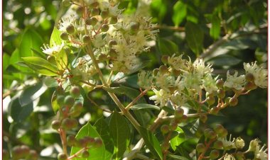 Móng tay, cây lá móng tay, móng tay nhuộm, chỉ giáp hoa, tán mạt hoa, kok khau khao youak, khoa thiên (Lawsonia inermis L., Lawsonia spinosa L.)