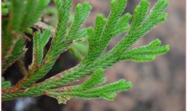 Móng lưng rồng, chân vịt, quyển bá, vạn niên tùng, kiến thủy hoàn dương, hồi sinh thảo, trường sinh thảo, cải tử hoàn hồn thảo, hoàn dương thảo, nhả mung ngựa