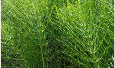 Mộc tặc, tiết cốt thảo, mộc tặc thảo, bút đầu thái, cỏ tháp bút, Equisetum arvense L