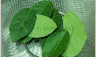 Lá chanh dùng chữa ho do lạnh, cảm sốt không ra mồ hôi, hỗ trợ điều trị hen phế quản
