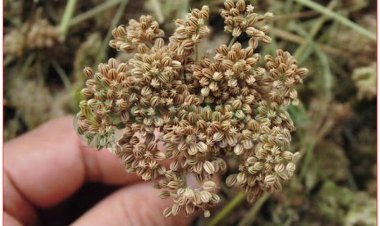 Vị thuốc Xà sàng tử - ôn thận tráng dương, bảo bối của đấng mày râu