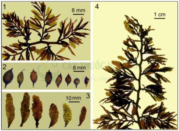 Rong mơ, rau mã vĩ, rau ngoai, rau mơ, hải tảo, rong biển (Sargassum, Herba Sargassi. Rong mơ hay rau mơ (Sargassum hoặc Herba Sargassi))