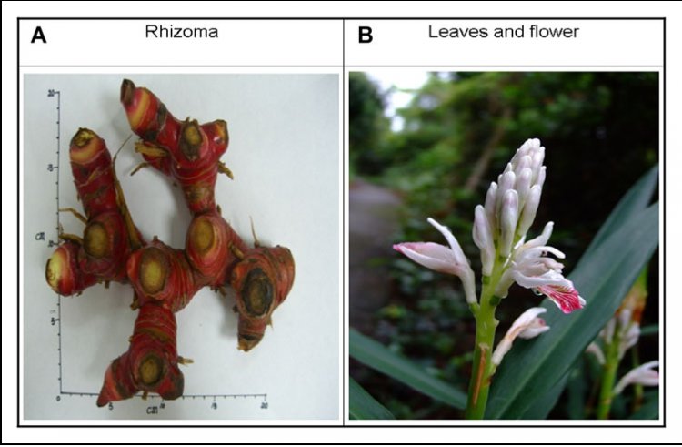 Riềng, cao lương khương, tiểu lương khương, phong khương, galanga (Alpinia officinarum Hance)