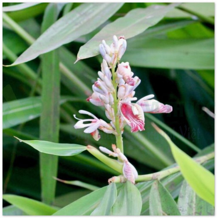 Riềng, cao lương khương, tiểu lương khương, phong khương, galanga (Alpinia officinarum Hance)