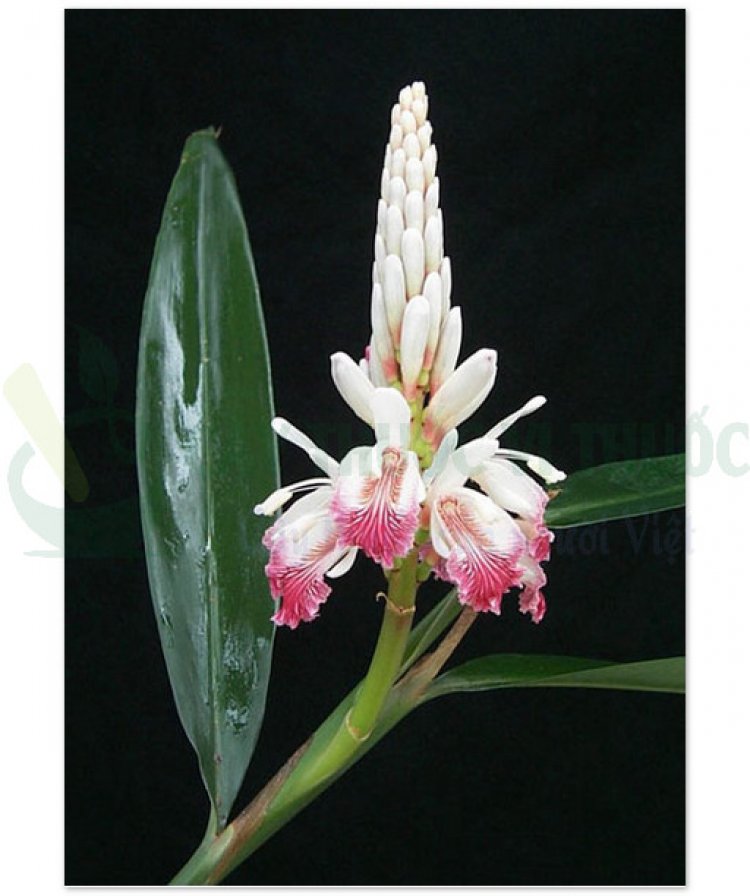 Riềng, cao lương khương, tiểu lương khương, phong khương, galanga (Alpinia officinarum Hance)