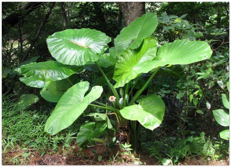 Ráy, cây ráy dại, dã vu (Alocasia odora (Roxb) C. Koch. (Colocasia macrorhiza Schott))