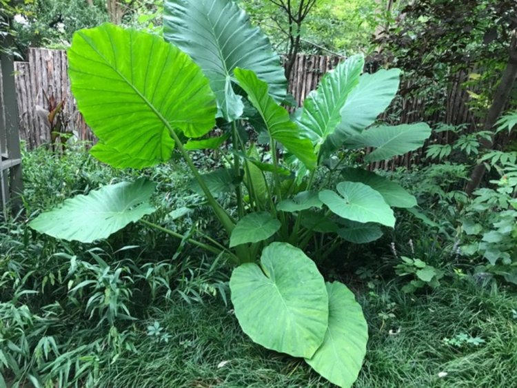 Ráy, cây ráy dại, dã vu (Alocasia odora (Roxb) C. Koch. (Colocasia macrorhiza Schott))