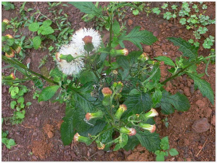 Rau tàu bay, kim thất, (Gynura crepidioides Benth (Crassocephalum crepidioides))