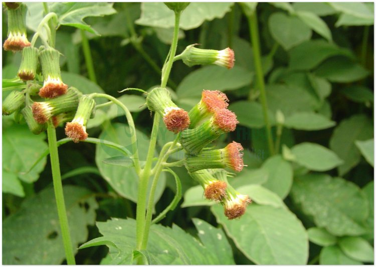 Rau tàu bay, kim thất, (Gynura crepidioides Benth (Crassocephalum crepidioides))