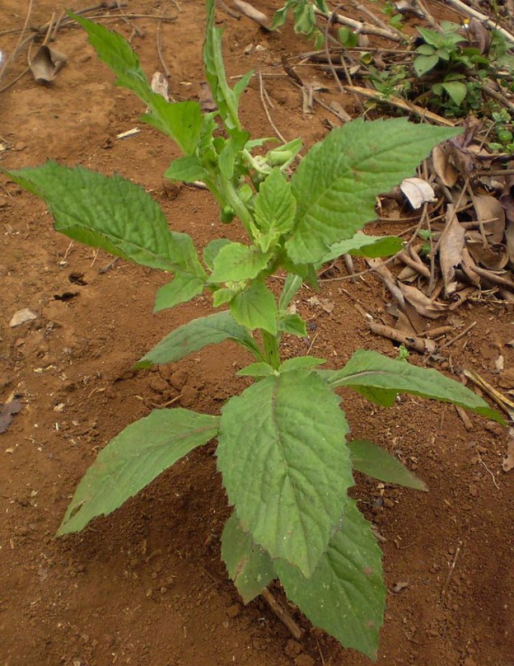 Rau tàu bay, kim thất, (Gynura crepidioides Benth (Crassocephalum crepidioides))