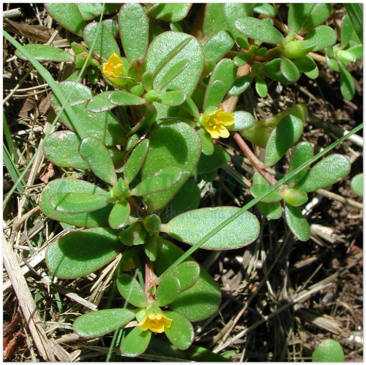 Rau sam, mã xỉ hiện, pourpier (Portulaca oleracea L, Herba Portulacae)