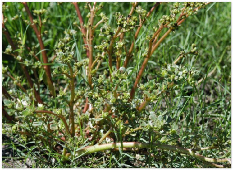 Rau sam, mã xỉ hiện, pourpier (Portulaca oleracea L, Herba Portulacae)