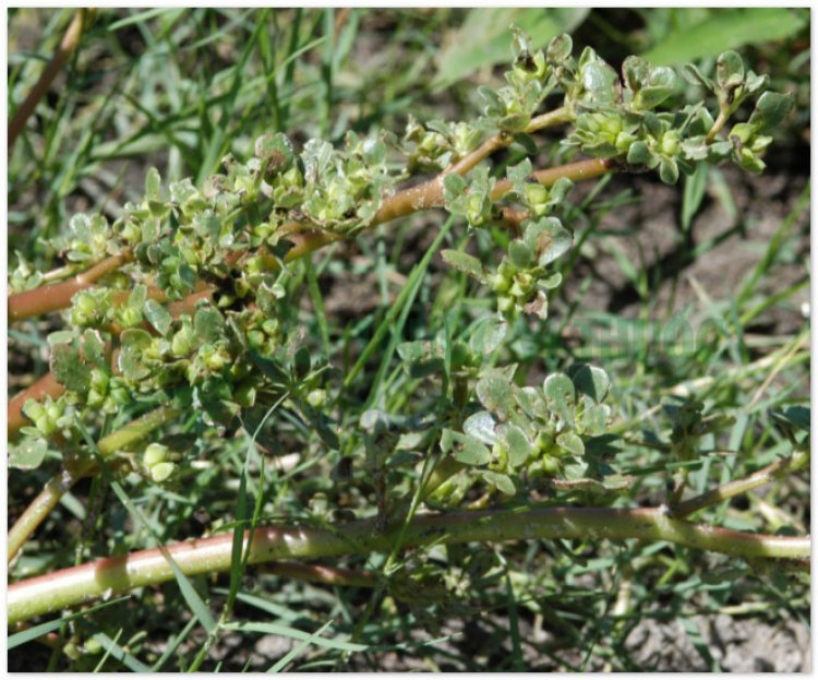 Rau sam, mã xỉ hiện, pourpier (Portulaca oleracea L, Herba Portulacae)