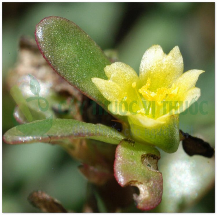 Rau sam, mã xỉ hiện, pourpier (Portulaca oleracea L, Herba Portulacae)