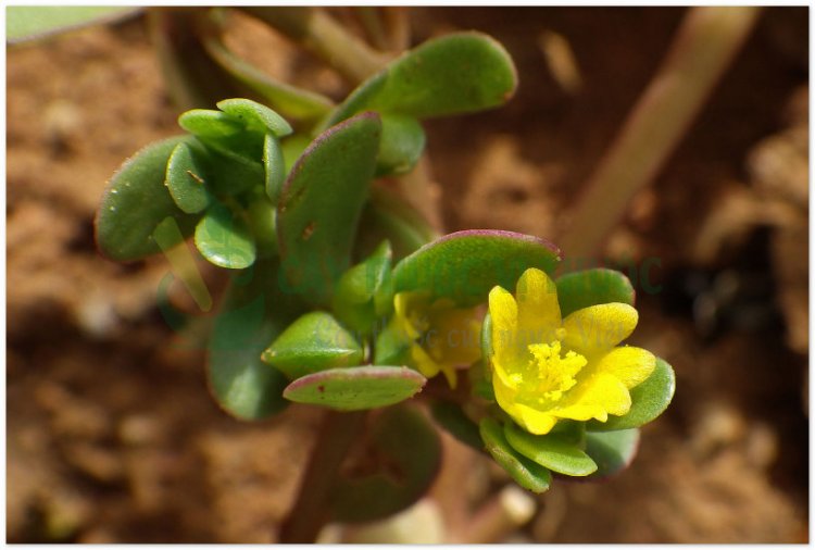 Rau sam, mã xỉ hiện, pourpier (Portulaca oleracea L, Herba Portulacae)