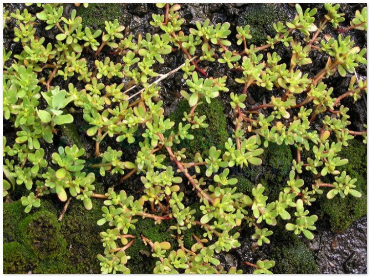 Rau sam, mã xỉ hiện, pourpier (Portulaca oleracea L, Herba Portulacae)