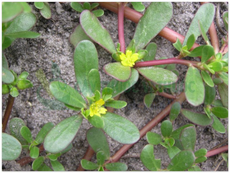 Rau sam, mã xỉ hiện, pourpier (Portulaca oleracea L, Herba Portulacae)