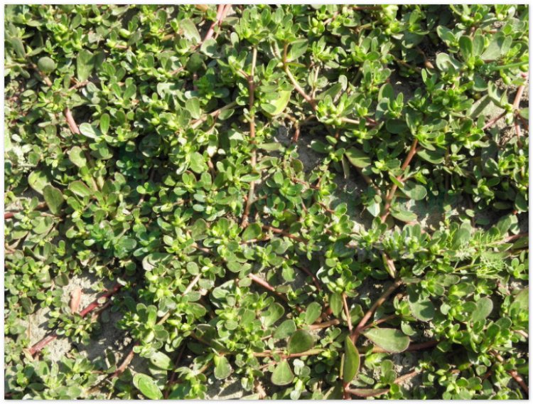 Rau sam, mã xỉ hiện, pourpier (Portulaca oleracea L, Herba Portulacae)