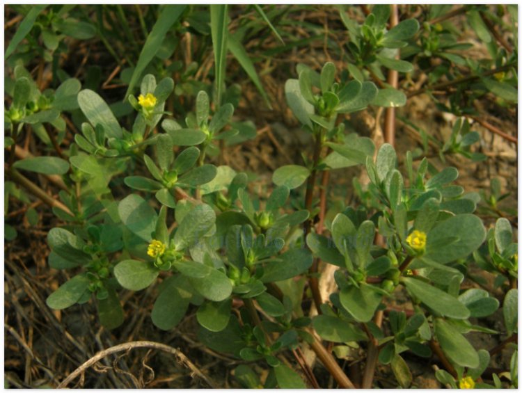 Rau sam, mã xỉ hiện, pourpier (Portulaca oleracea L, Herba Portulacae)