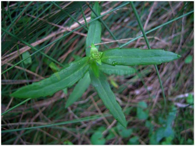 Rau ngổ, rau ngổ thơm, rau ngổ trâu, cúc nước, phak hom pom (Enydra fluctuans Lour. (Hingtsha repens Roxb. Tetractis paludosa Blume))