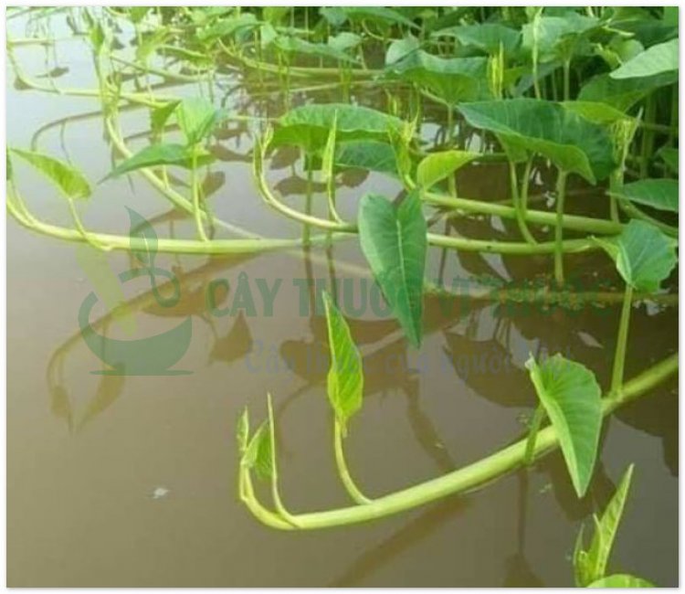 Rau muống, bìm bìm nước, tra kuôn (Ipomoea reptans (L.) Poir. Ipomoea aquatica Forsk)