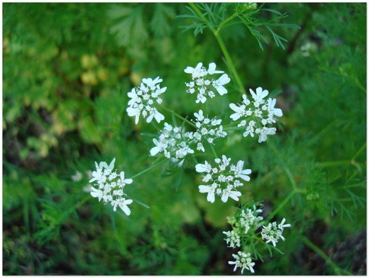 Rau mùi, hồ tuy, hương tuy, nguyên tuy, ngò, ngổ, ngổ thơm, coriandre, coriande (Coriandrum sativum L)