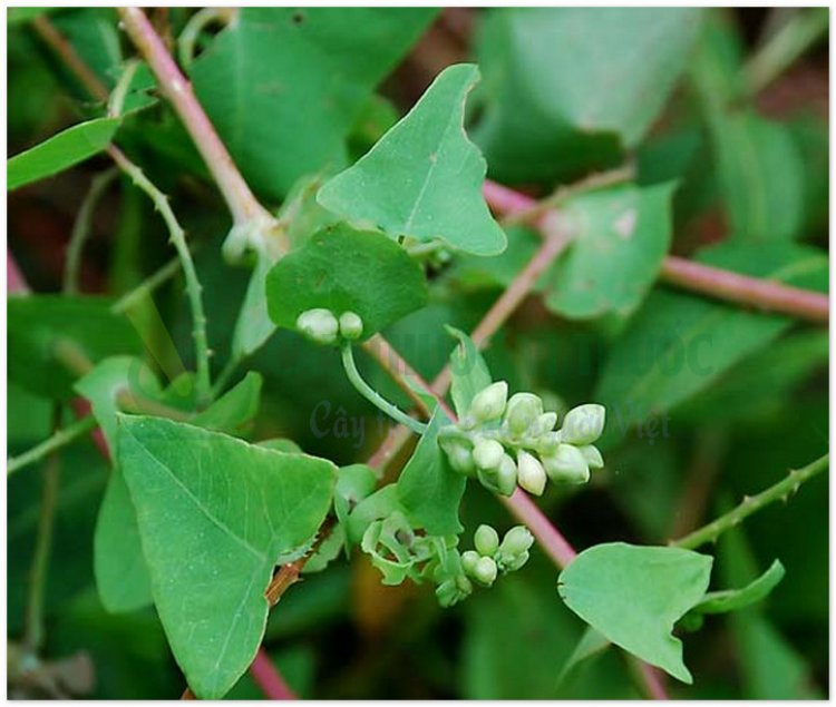 Rau má ngọ, rau sông chua dây, thồm lồm gai, giang bản quy (Polygonum perfoliatum L)