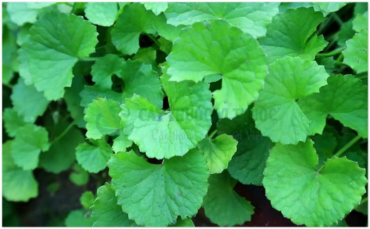 Rau má, tích tuyết thảo, phanok (Centella asiatica (L.) Urb., (Hydrocotyle asiatica L., Trisanthus cochinchinensis Lour.))